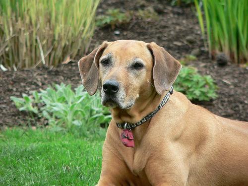 https://images.dog.ceo/breeds/ridgeback-rhodesian/n02087394_8570.jpg