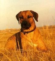 https://images.dog.ceo/breeds/ridgeback-rhodesian/n02087394_8573.jpg