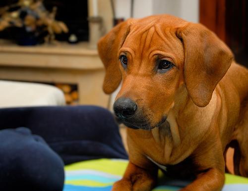 https://images.dog.ceo/breeds/ridgeback-rhodesian/n02087394_8630.jpg