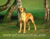 https://images.dog.ceo/breeds/ridgeback-rhodesian/n02087394_8716.jpg