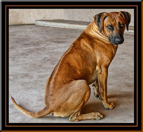 https://images.dog.ceo/breeds/ridgeback-rhodesian/n02087394_8742.jpg