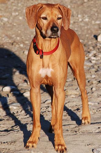 https://images.dog.ceo/breeds/ridgeback-rhodesian/n02087394_8868.jpg