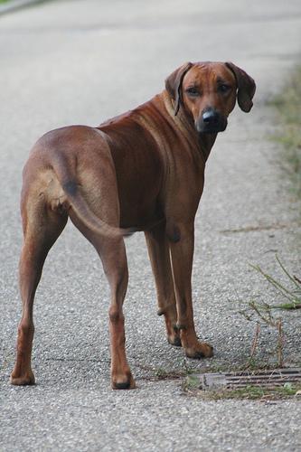 https://images.dog.ceo/breeds/ridgeback-rhodesian/n02087394_889.jpg