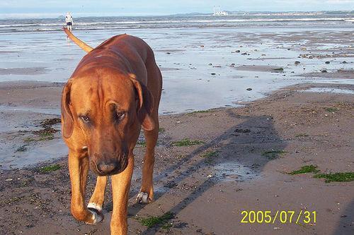 https://images.dog.ceo/breeds/ridgeback-rhodesian/n02087394_8935.jpg