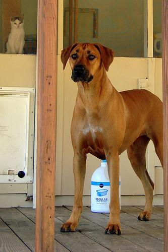 https://images.dog.ceo/breeds/ridgeback-rhodesian/n02087394_9126.jpg