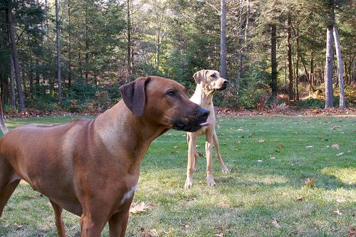 https://images.dog.ceo/breeds/ridgeback-rhodesian/n02087394_9128.jpg