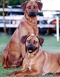 https://images.dog.ceo/breeds/ridgeback-rhodesian/n02087394_9189.jpg