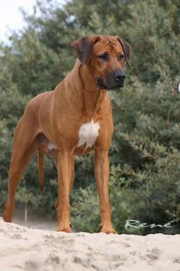 https://images.dog.ceo/breeds/ridgeback-rhodesian/n02087394_9261.jpg