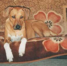 https://images.dog.ceo/breeds/ridgeback-rhodesian/n02087394_9313.jpg