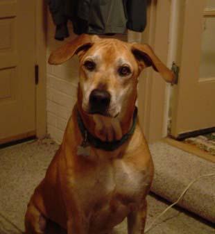 https://images.dog.ceo/breeds/ridgeback-rhodesian/n02087394_9361.jpg