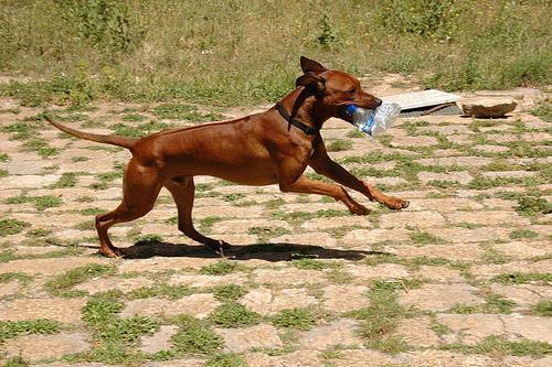 https://images.dog.ceo/breeds/ridgeback-rhodesian/n02087394_9369.jpg