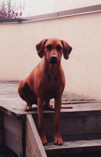 https://images.dog.ceo/breeds/ridgeback-rhodesian/n02087394_9446.jpg