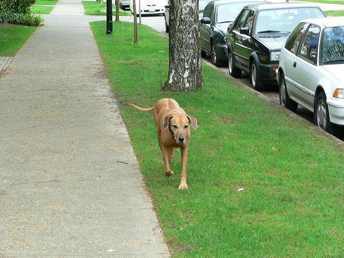 https://images.dog.ceo/breeds/ridgeback-rhodesian/n02087394_9462.jpg