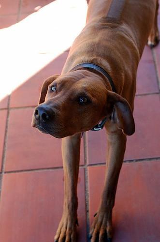 https://images.dog.ceo/breeds/ridgeback-rhodesian/n02087394_9520.jpg