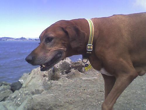 https://images.dog.ceo/breeds/ridgeback-rhodesian/n02087394_9678.jpg