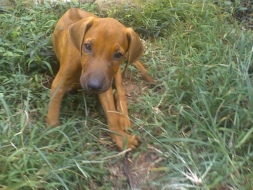 ridgeback