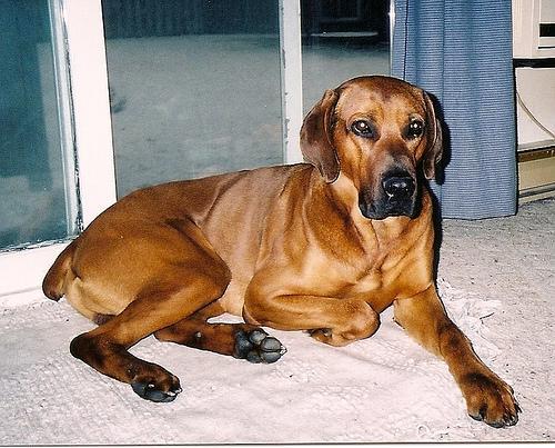 https://images.dog.ceo/breeds/ridgeback-rhodesian/n02087394_9855.jpg