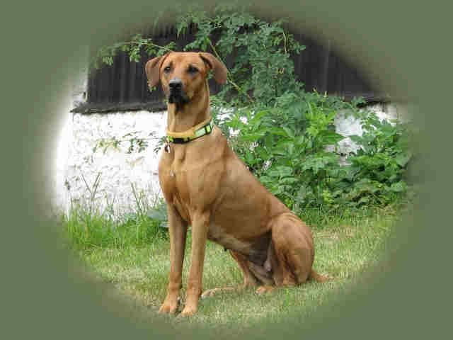 https://images.dog.ceo/breeds/ridgeback-rhodesian/n02087394_9891.jpg