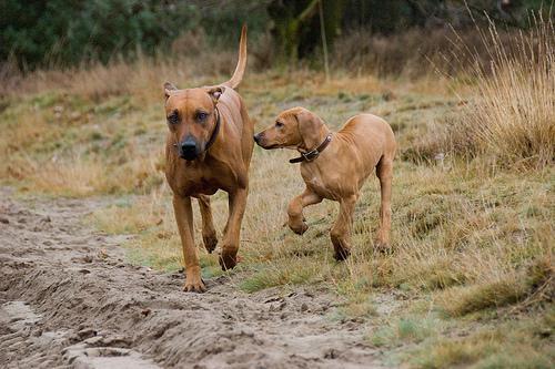 https://images.dog.ceo/breeds/ridgeback-rhodesian/n02087394_9922.jpg