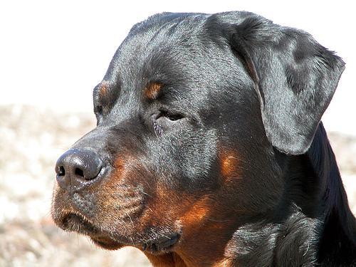 https://images.dog.ceo/breeds/rottweiler/n02106550_10048.jpg