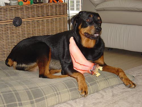 https://images.dog.ceo/breeds/rottweiler/n02106550_10222.jpg