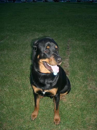 https://images.dog.ceo/breeds/rottweiler/n02106550_10375.jpg