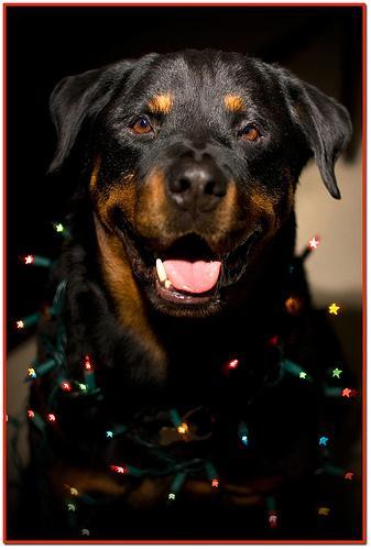 https://images.dog.ceo/breeds/rottweiler/n02106550_10478.jpg