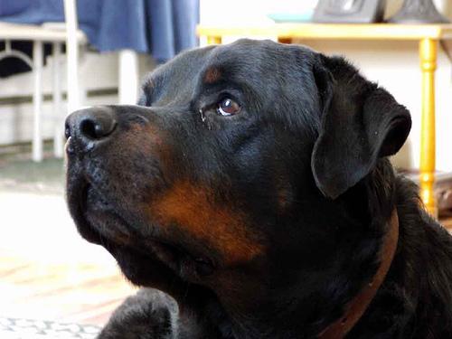 https://images.dog.ceo/breeds/rottweiler/n02106550_10481.jpg