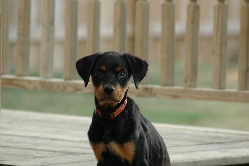 https://images.dog.ceo/breeds/rottweiler/n02106550_10552.jpg