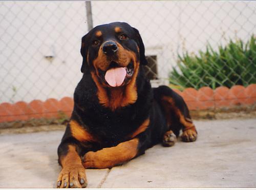 https://images.dog.ceo/breeds/rottweiler/n02106550_10555.jpg