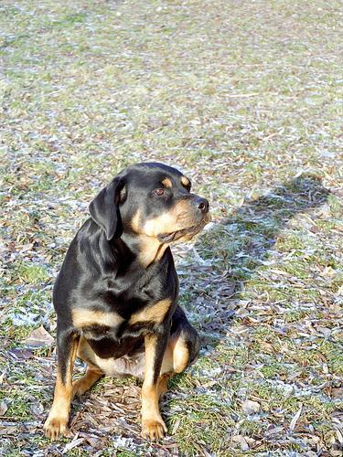 https://images.dog.ceo/breeds/rottweiler/n02106550_10588.jpg