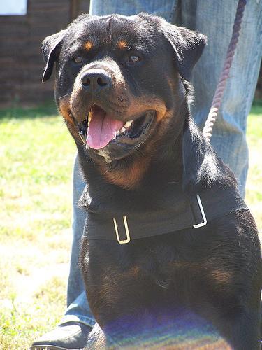 https://images.dog.ceo/breeds/rottweiler/n02106550_107.jpg