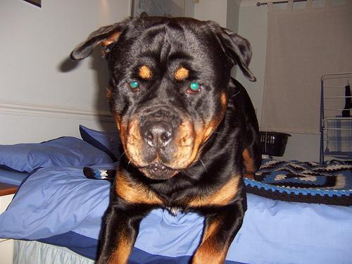 https://images.dog.ceo/breeds/rottweiler/n02106550_10706.jpg