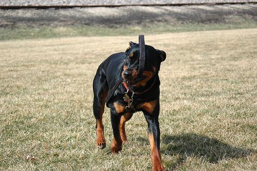 https://images.dog.ceo/breeds/rottweiler/n02106550_10709.jpg