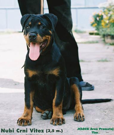 https://images.dog.ceo/breeds/rottweiler/n02106550_10714.jpg