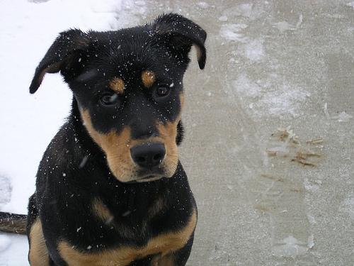 https://images.dog.ceo/breeds/rottweiler/n02106550_10952.jpg