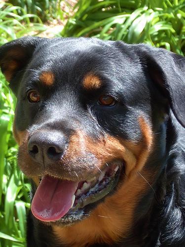 https://images.dog.ceo/breeds/rottweiler/n02106550_10966.jpg