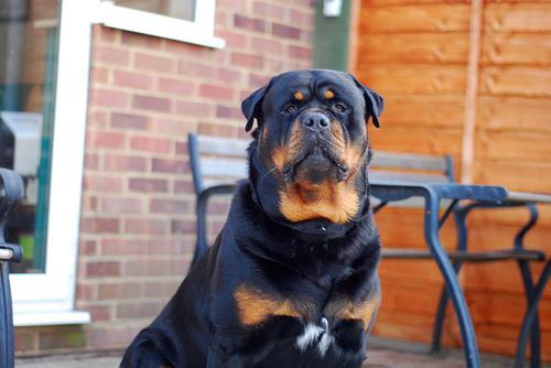 https://images.dog.ceo/breeds/rottweiler/n02106550_11002.jpg