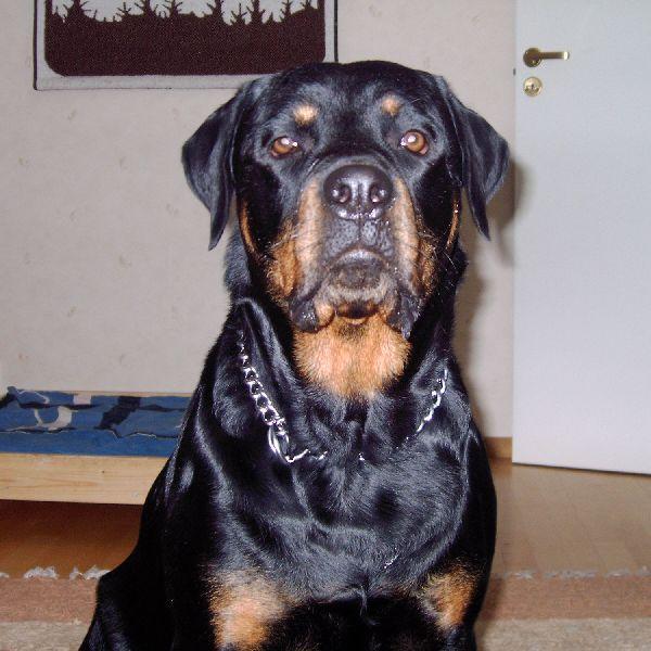 https://images.dog.ceo/breeds/rottweiler/n02106550_11097.jpg