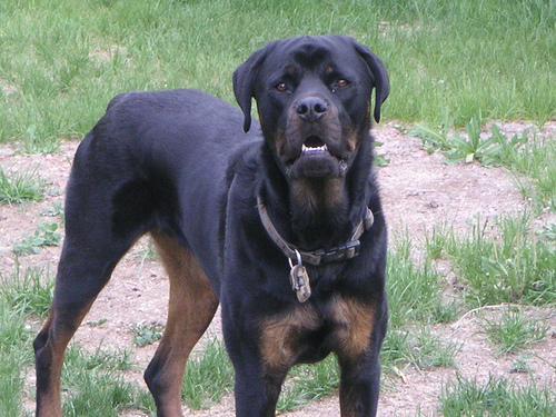 https://images.dog.ceo/breeds/rottweiler/n02106550_11105.jpg