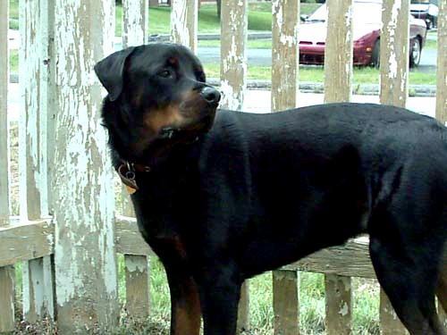 https://images.dog.ceo/breeds/rottweiler/n02106550_11176.jpg