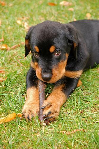 https://images.dog.ceo/breeds/rottweiler/n02106550_11203.jpg