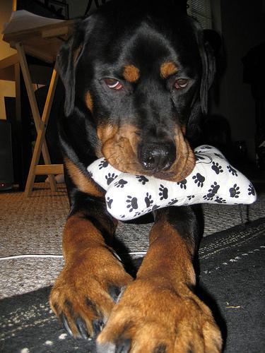 https://images.dog.ceo/breeds/rottweiler/n02106550_11244.jpg