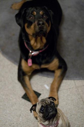 https://images.dog.ceo/breeds/rottweiler/n02106550_11323.jpg