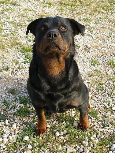 https://images.dog.ceo/breeds/rottweiler/n02106550_11415.jpg