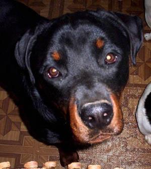 https://images.dog.ceo/breeds/rottweiler/n02106550_11433.jpg