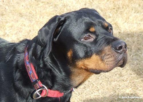 https://images.dog.ceo/breeds/rottweiler/n02106550_11444.jpg