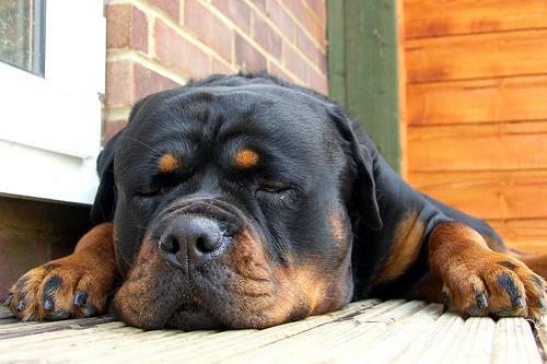 https://images.dog.ceo/breeds/rottweiler/n02106550_11543.jpg