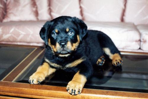 https://images.dog.ceo/breeds/rottweiler/n02106550_11564.jpg