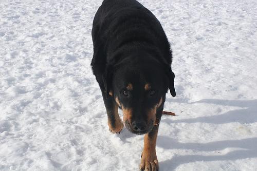 https://images.dog.ceo/breeds/rottweiler/n02106550_11728.jpg